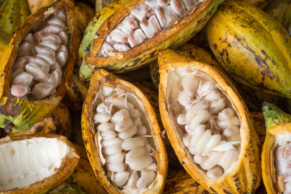 Premium Cocoa Beans